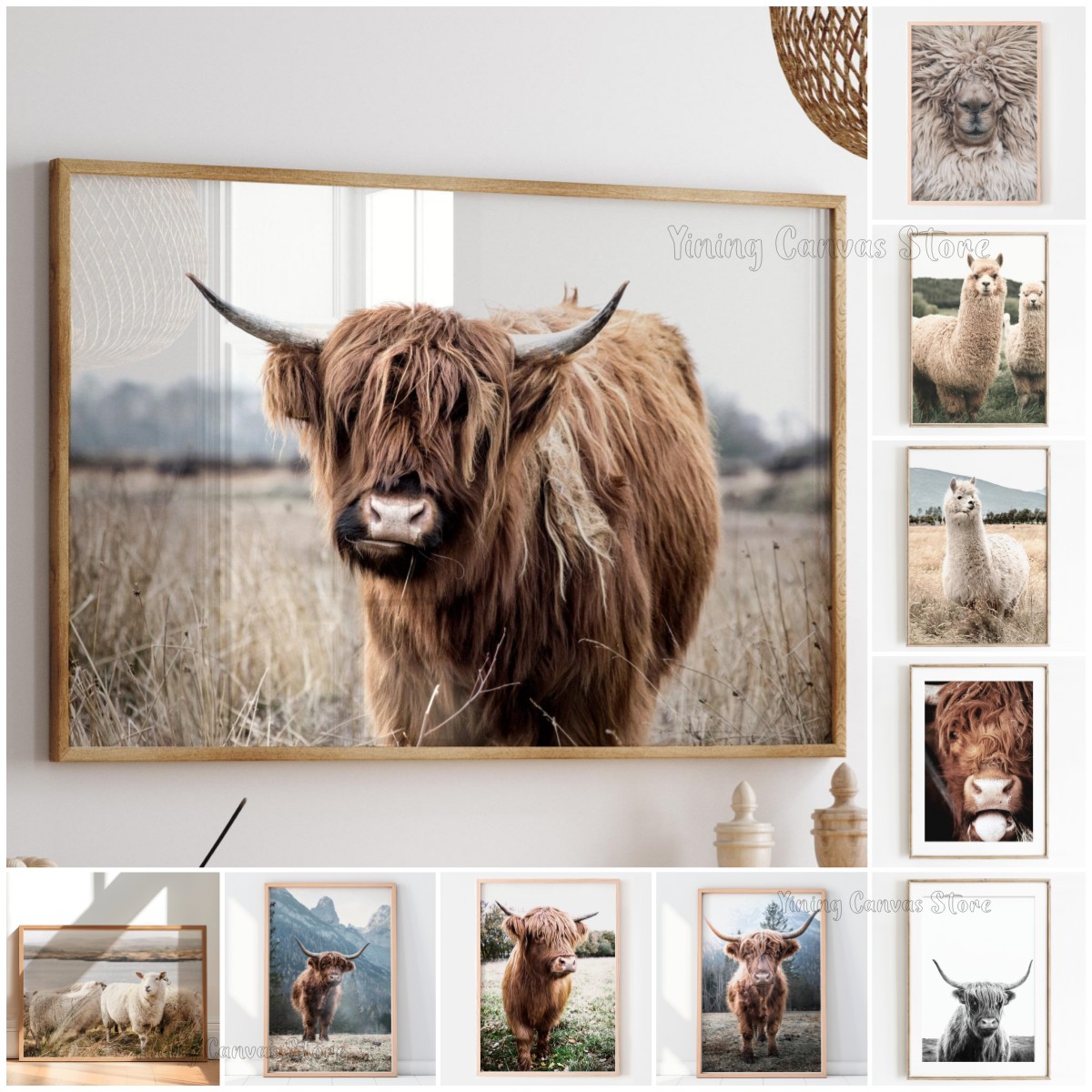 Scottish Highland Cow Wild Ani - Photography Nature review and price